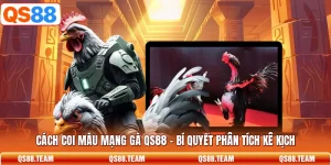 Cách Coi Màu Mạng Gà QS88 - Bí Quyết Phân Tích Kê Kịch