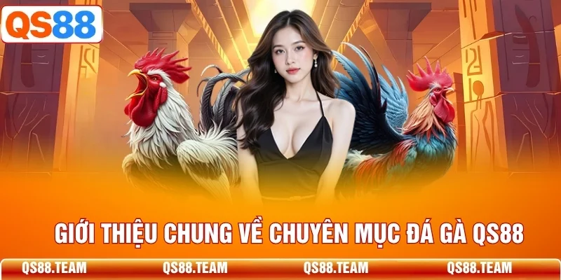 Giới thiệu chung về chuyên mục đá gà QS88